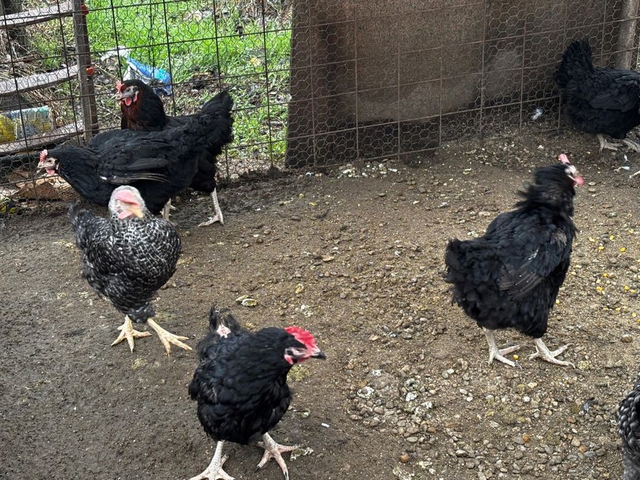 Vând găini negre de moravia