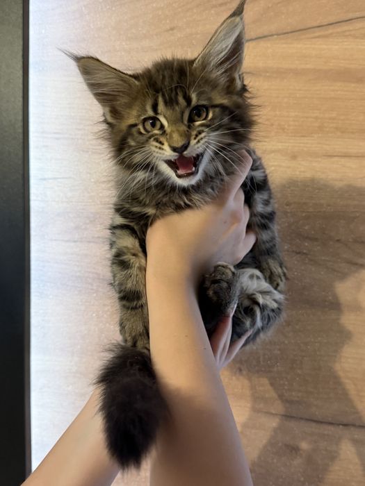 Мейн-кун котята продам