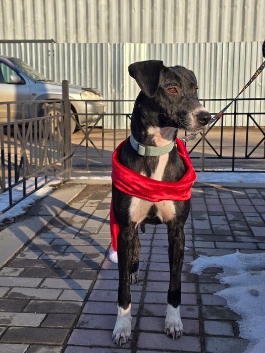 Собака девочка ищет семью и дом