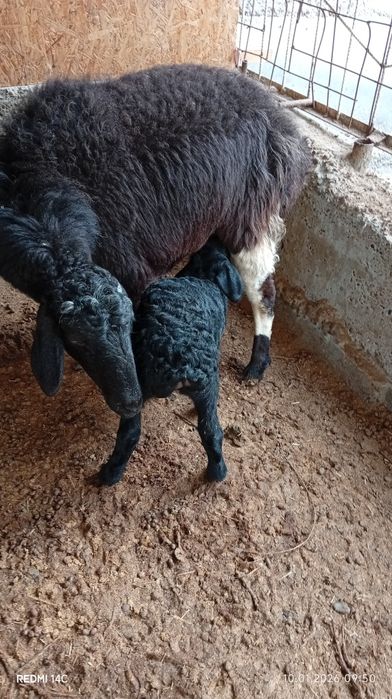 Она бола куй сотилади боласи ургочи!куй йош семиз сифатли хонаки хурон