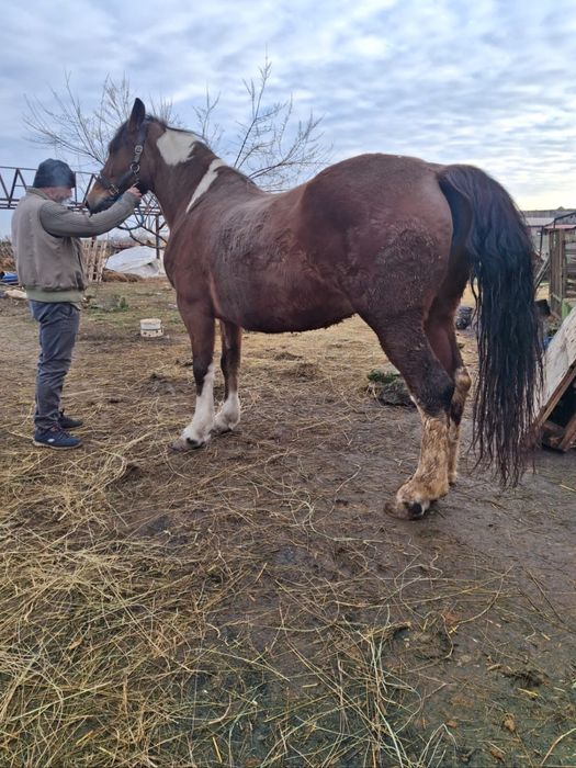 Vand sau schimb iapa