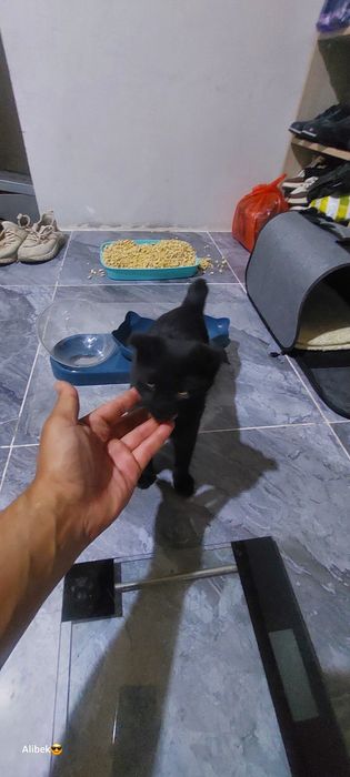 Продам веслоухого котёнка