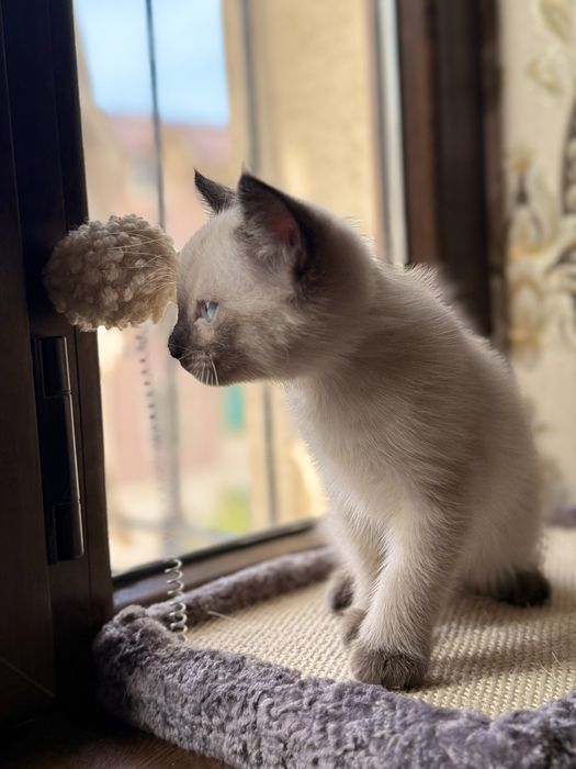 Original "> Каролевский Сиям