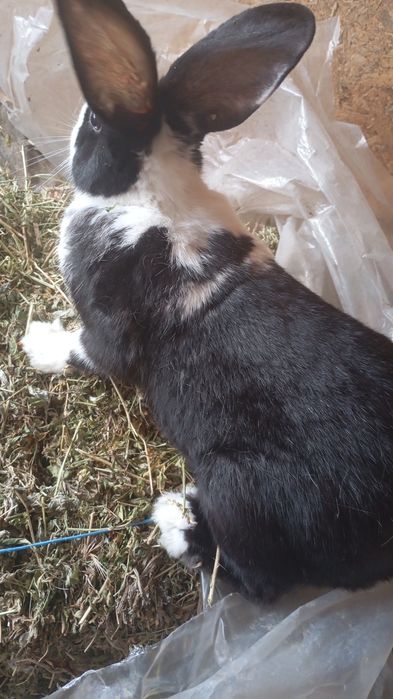 Vând 4 Iepuri tineri