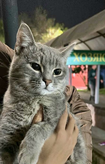 Красивый добрый молодой кот, бесплатно!