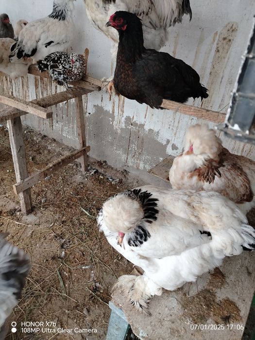 Брамо товук ва хуроз