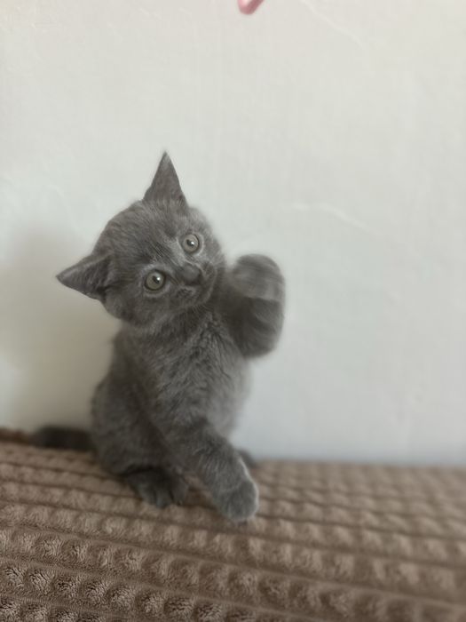 Продам котят породистых