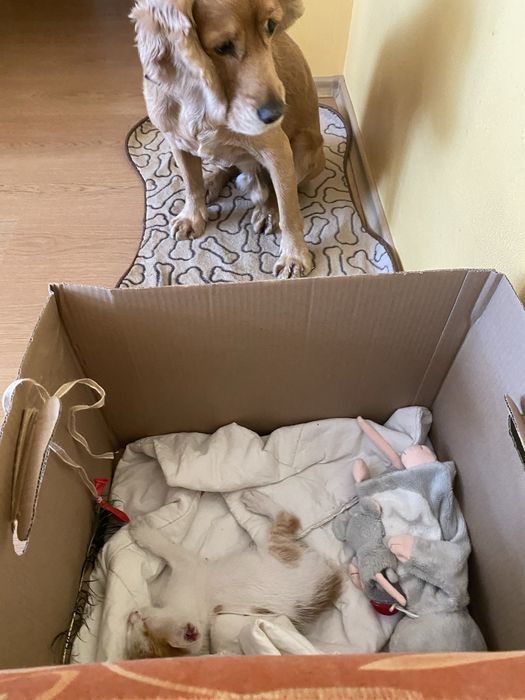 Мъжко коте 2 месеца