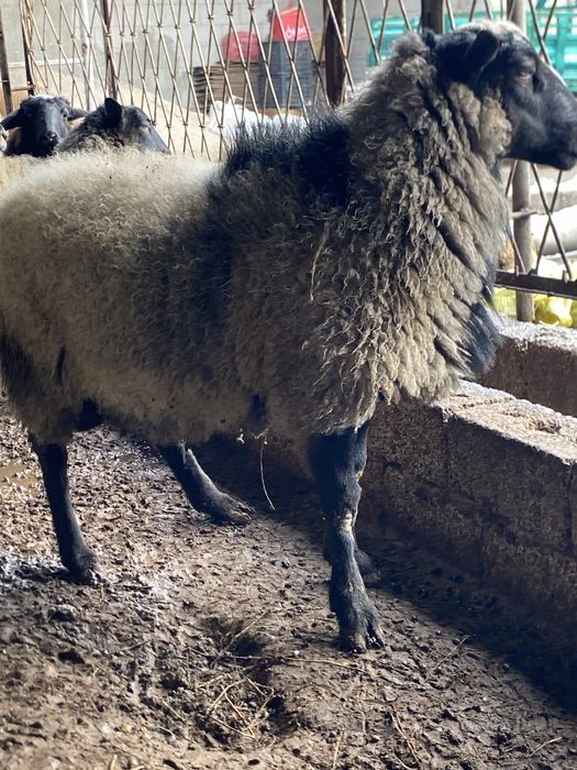 3 ta Qóchqor rassiyski