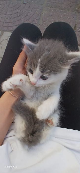 Отдам котят шустрых