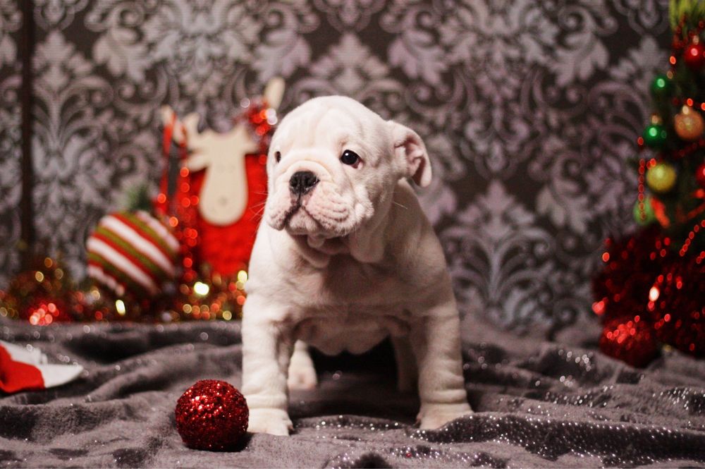 Щенки Англичани Бульдог английский