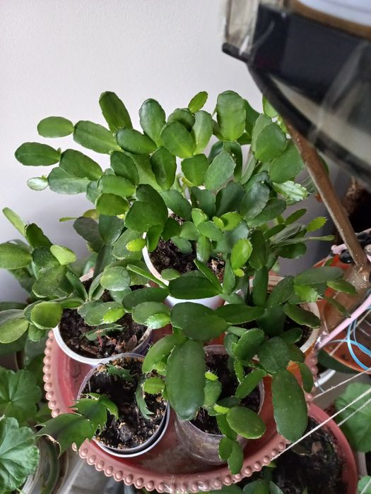 Продам Суккуленты