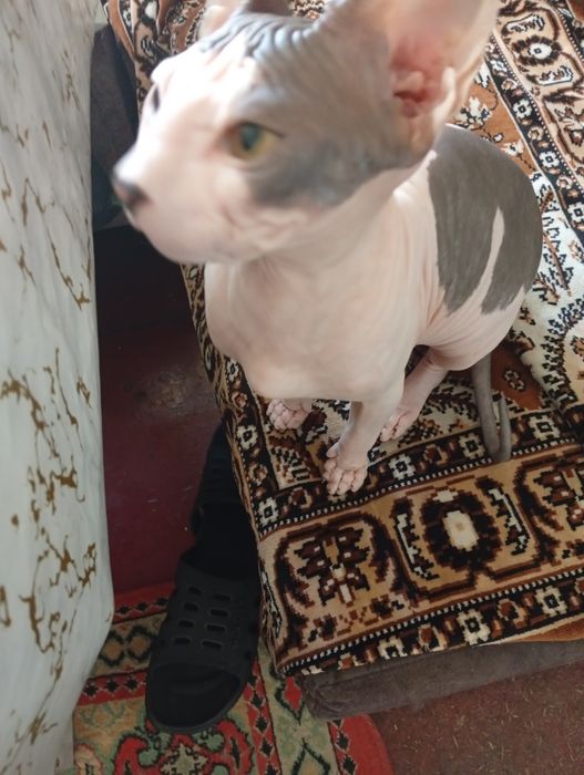 Свингс 5 месяцев.