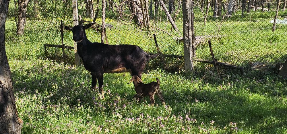 Vand capră metis Toggenburg