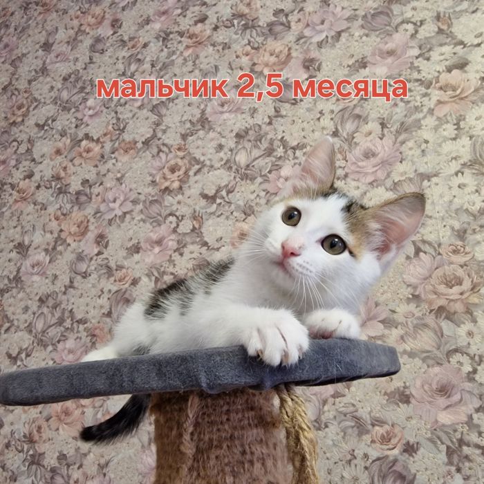 Котята ищут дом!!!