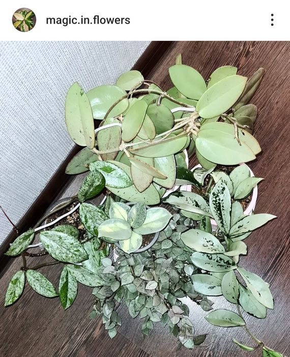 Продам Хойи срезами