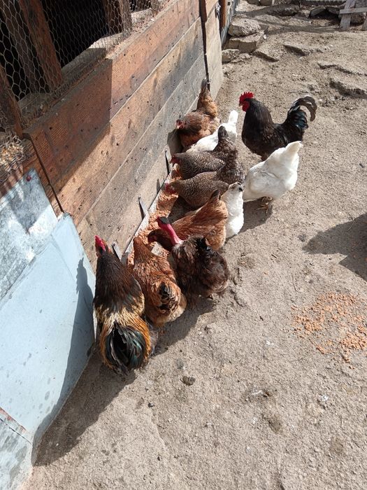 Oua Bio de găină albe și verzi