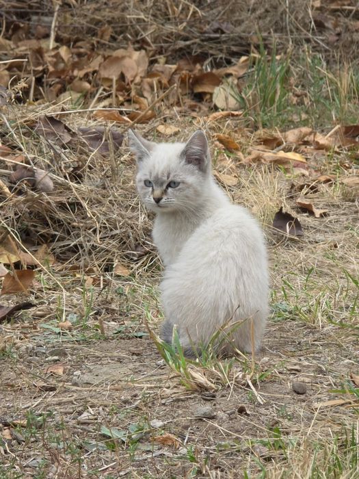 Котята крысоловы