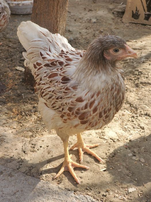 Срочнааа!!!   Виандот американский белое золото жужалари 3ойликлари