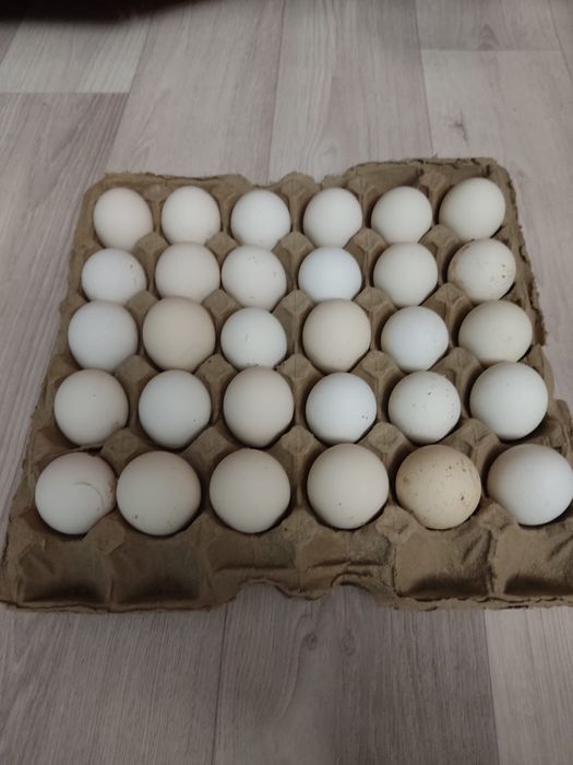Продам инкубационные яйца кур