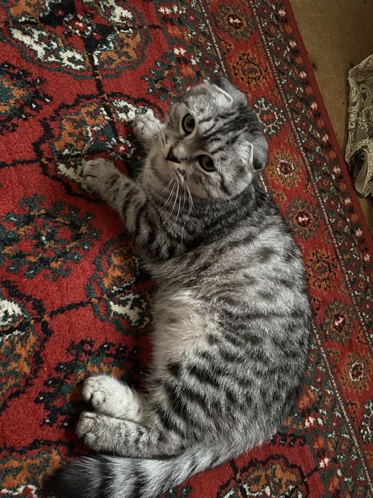 Скоттиш-фолд кошка, приучена к дому