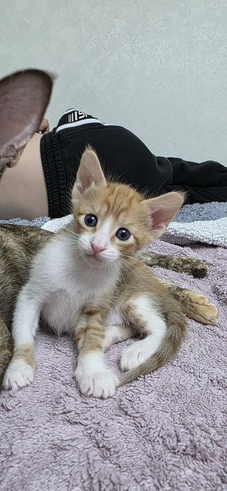 Продам котят,мешаные