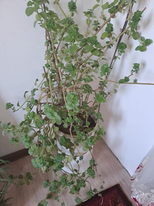 Гүл сатамын. 1500