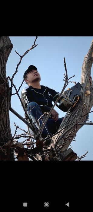 Обрезка деревьев Дарахт кесиш ва буталаш