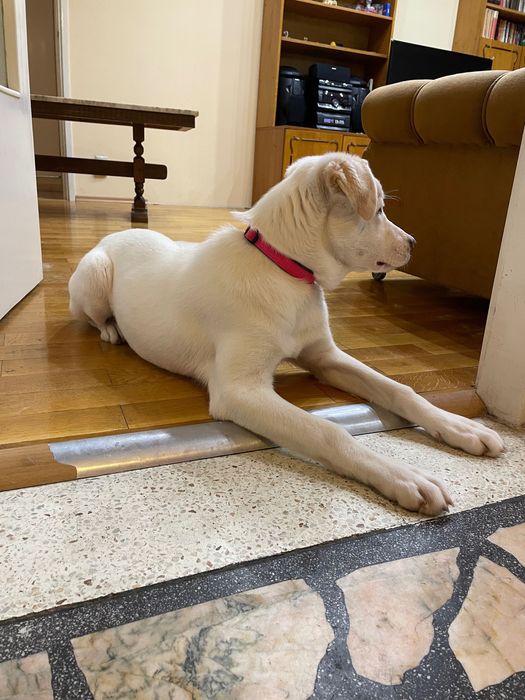 Търси се нов дом за прекрасната Аура (4 м.)