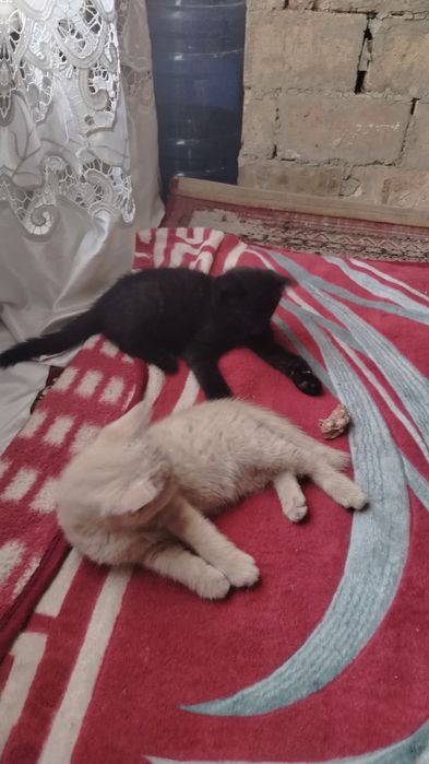 Отдам котята очень красивые