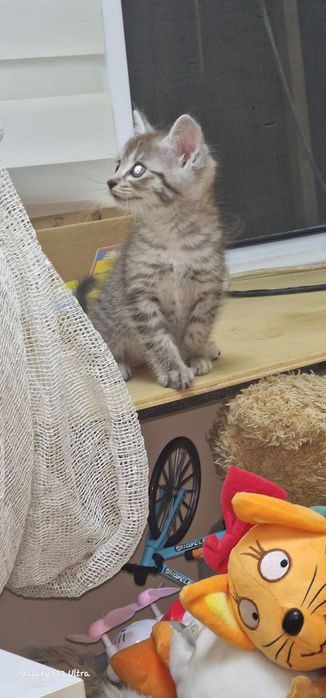 Отдам котёнка  бесплатно