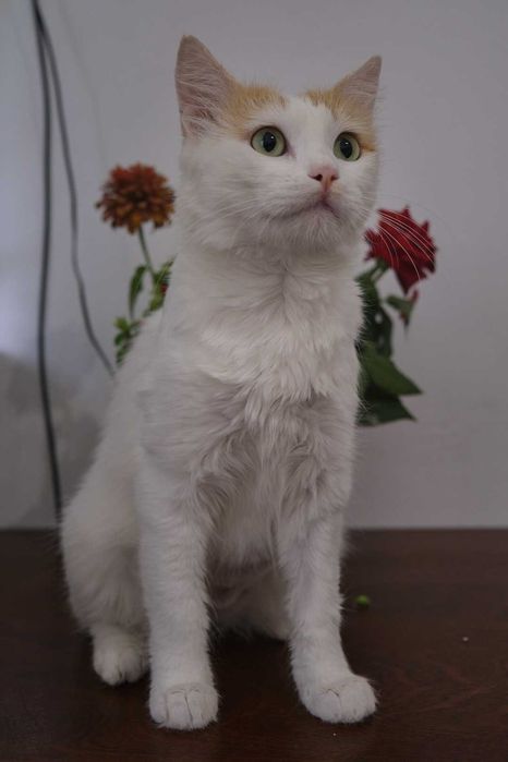 Ласковая стерилизованная кошечка