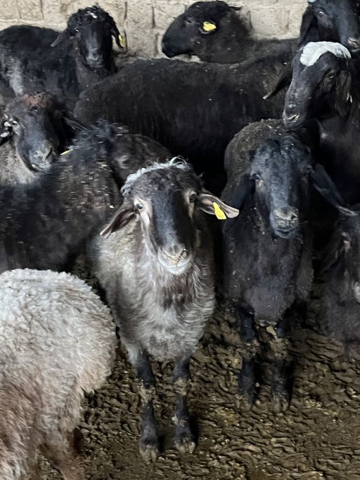 Қошқар бар сойып беремиз