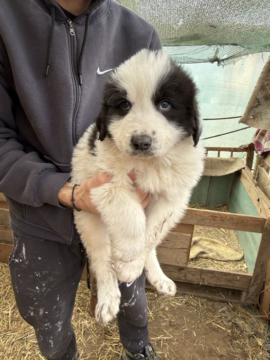 Ciobanesc de bucovina