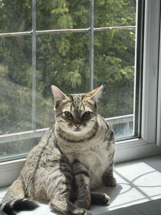 Отдадим кота в добрые руки