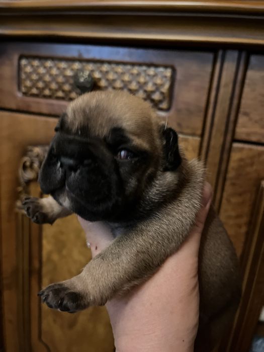 Щенки французского бульдога