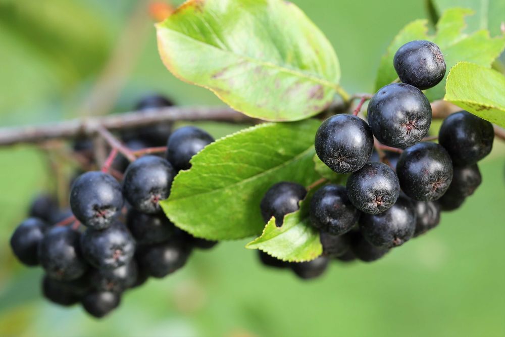 Suc Aronia 100% Natural | "Aurul Negru" pentru Imunitate