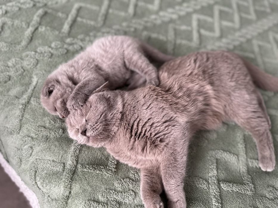 Скоттиш фолд лилового окраса