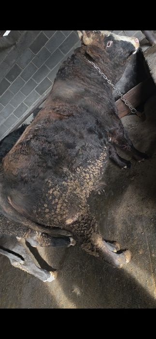 Продам Быка 2,5 года !