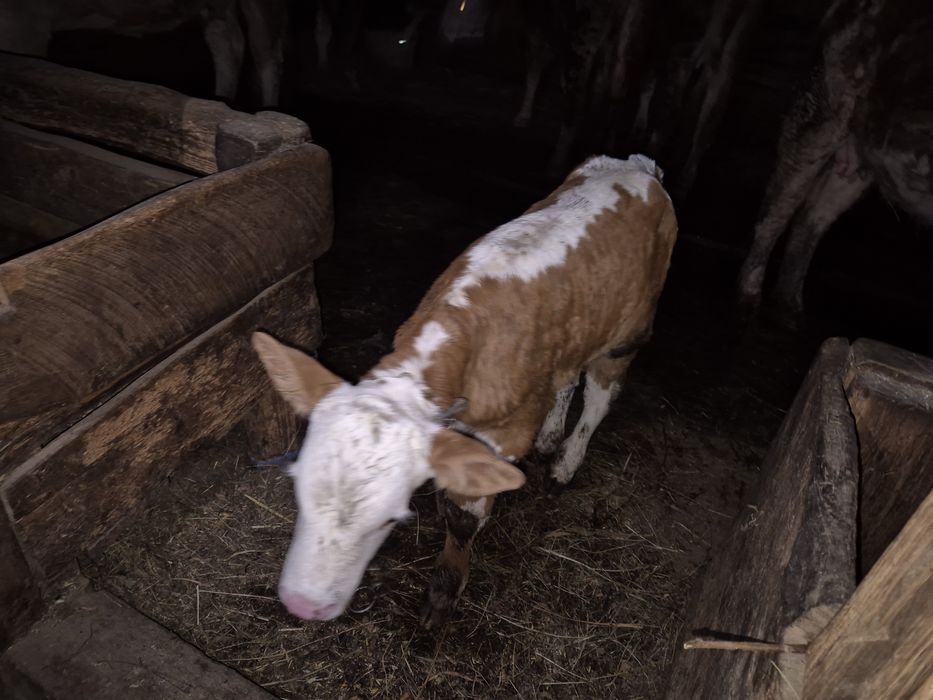 Vitele  baltata romaneasca