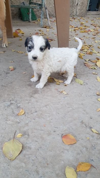 Щенята звоночки,ищют дом