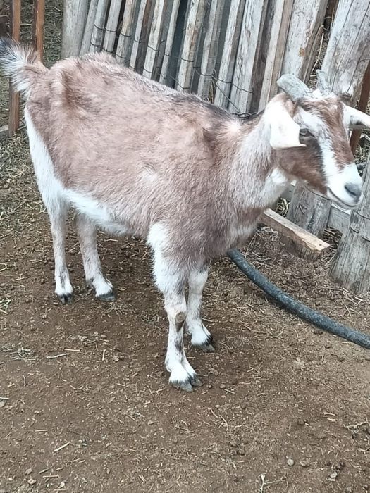 Сутті орыс ешкілер сатылады