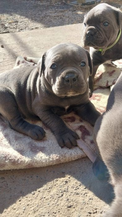 Щенки кане корсо