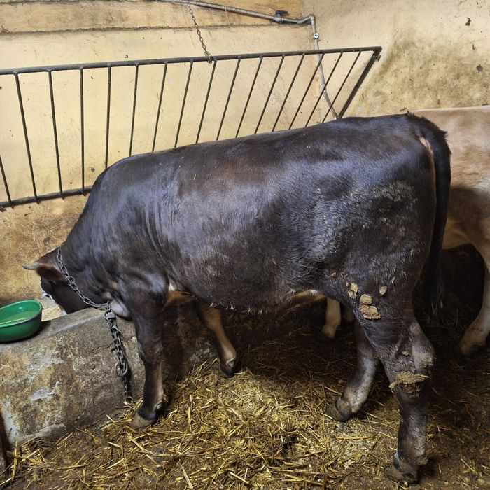 De vânzare viței de 300 kg