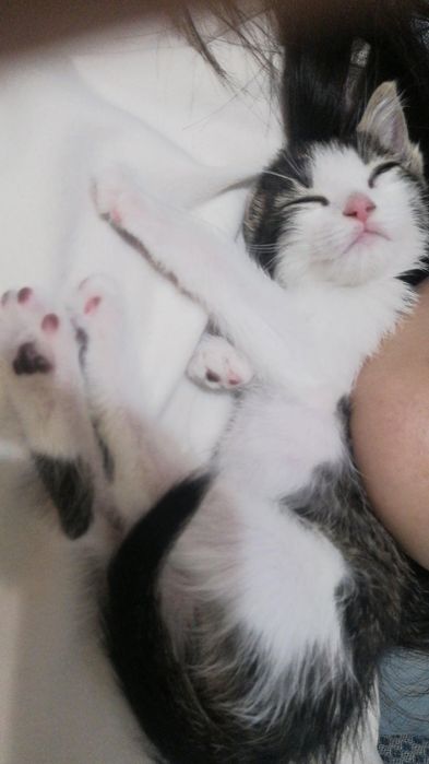 отдаём котенка девочка