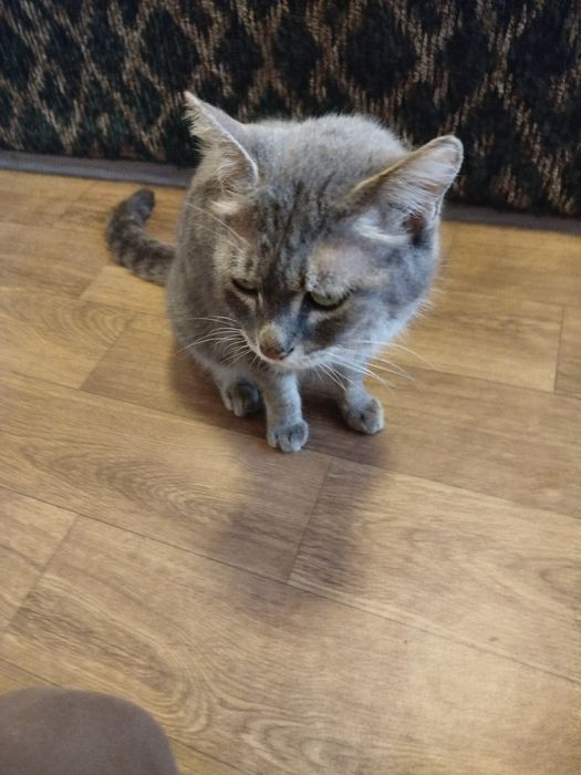 Мушик боллари билан