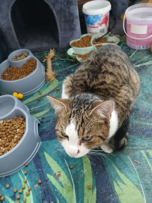 Ofer spre adoptie pisici