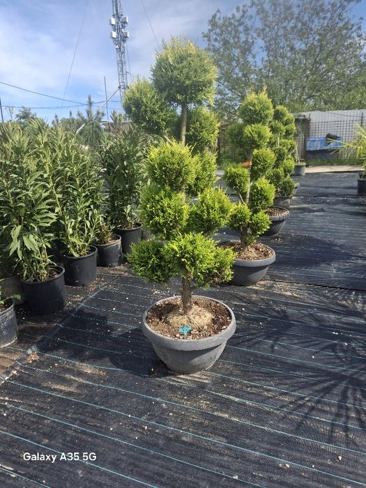 Vând plante ornamentale