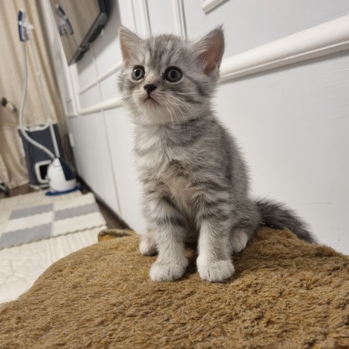 Британские прямоухие котята