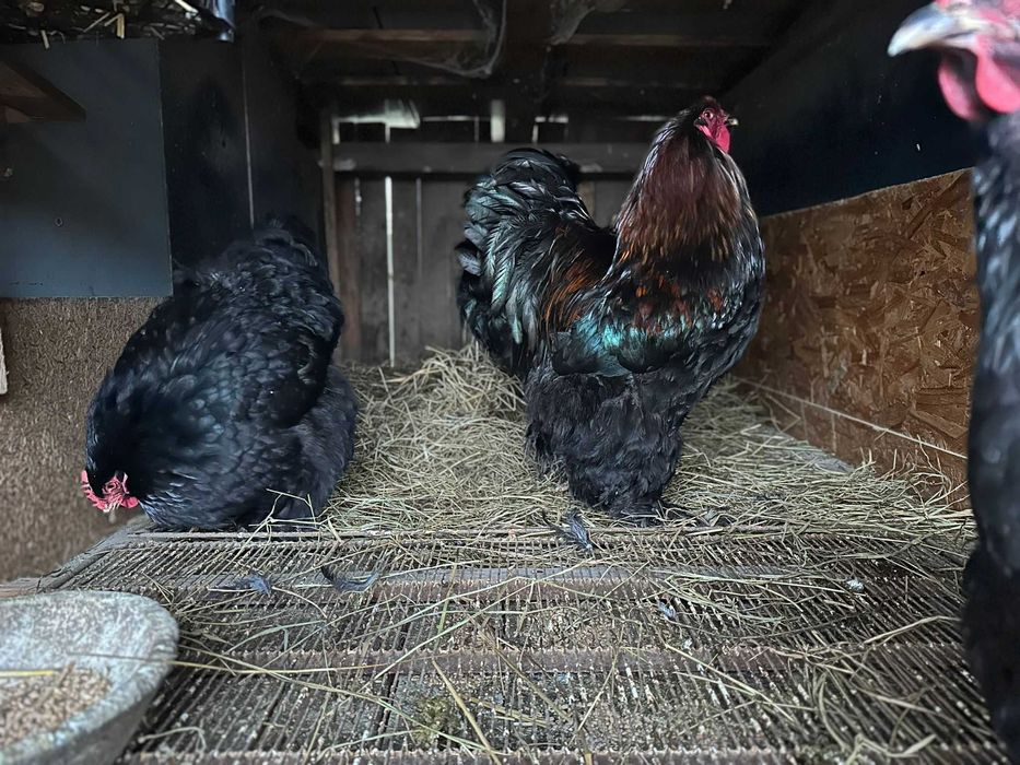 Gaini brahman si cochinchina urias
